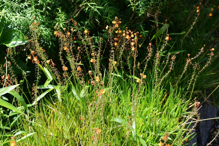 jardim de plantas com Bulbine