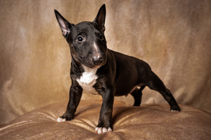 bull terrier filhote