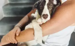 tutor segurando cachorro assustado no colo