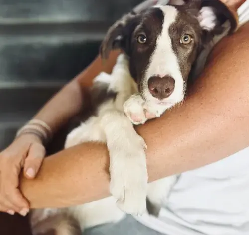 tutor segurando cachorro assustado no colo