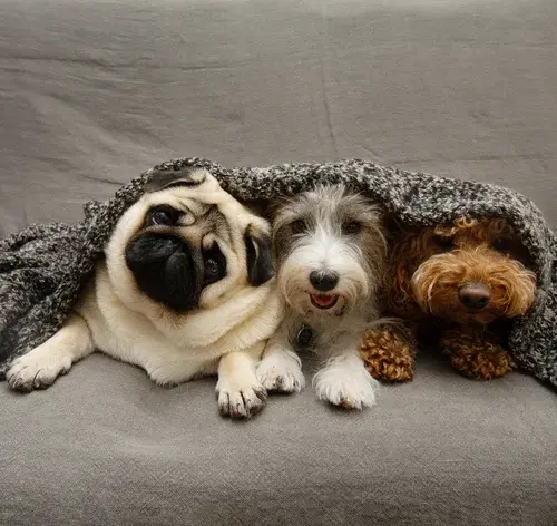 Cachorros assutados no sofá