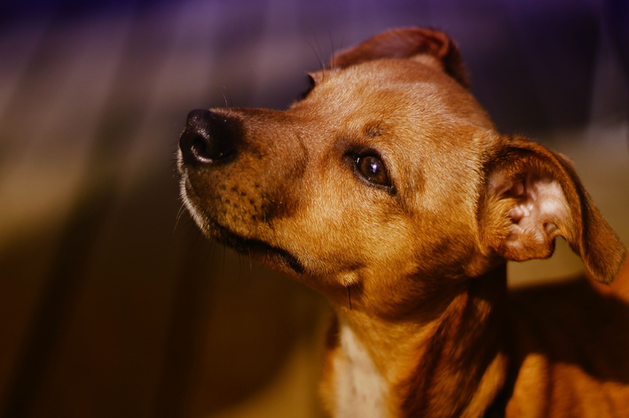 Cachorro caramelo: conheça as principais raças