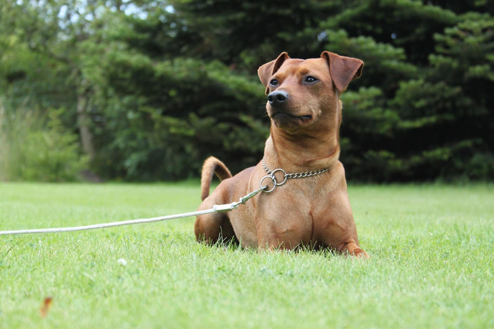 Cachorro caramelo: conheça as principais raças