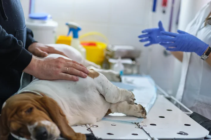 cachorro com dor de barriga no veterinario