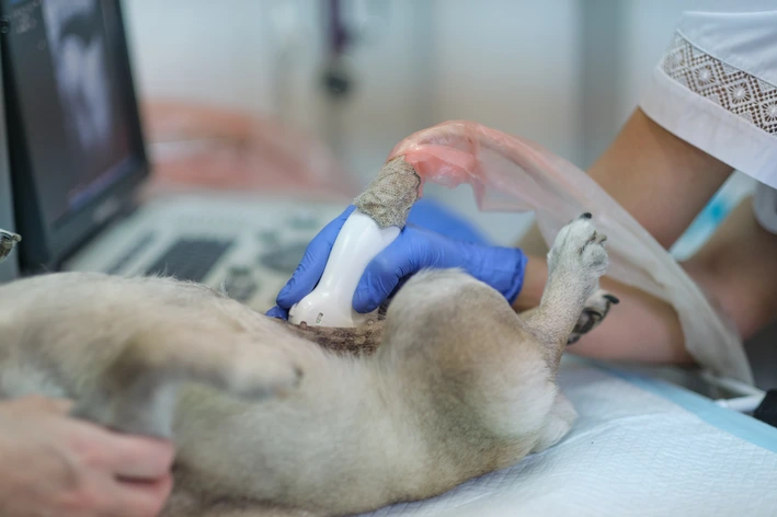 Exame veterinário em cachorro no consultório, com profissional usando luvas e máscara, em procedimento de avaliação de saúde do pet.