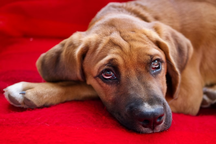 Cachorro com olho amarelo: descubra como tratar esse problema 1