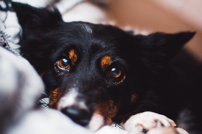 Cachorro com olho remelando