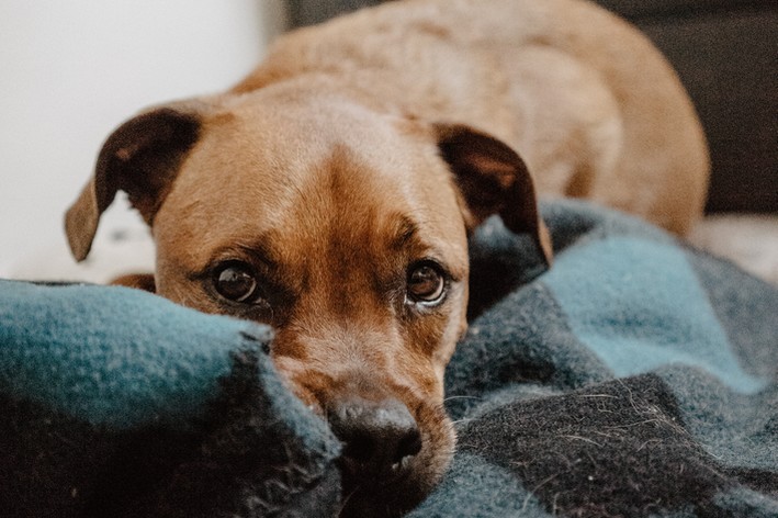 Cachorro triste deitado