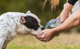 Cachorro recebendo água de uma pessoa ao ar livre, promovendo hidratação e bem-estar para o pet.