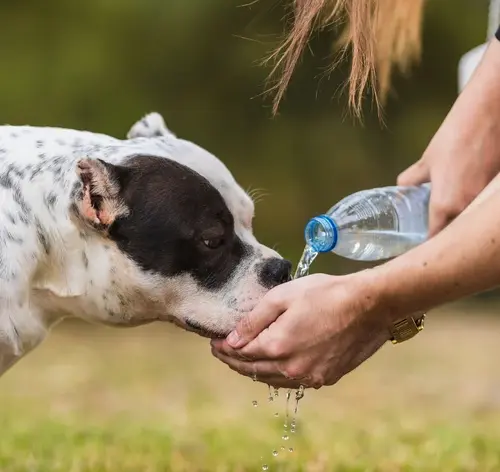 Cachorro recebendo água de uma pessoa ao ar livre, promovendo hidratação e bem-estar para o pet.
