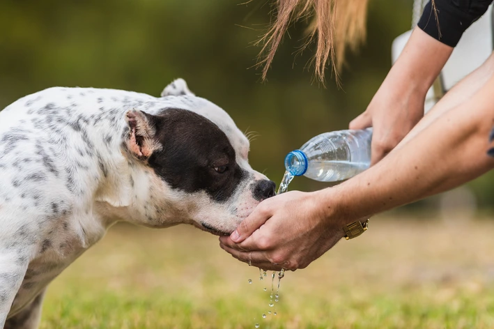 Cachorro recebendo água de uma pessoa ao ar livre, promovendo hidratação e bem-estar para o pet.