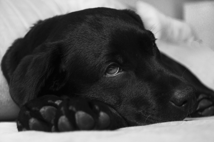 labrador preto deitado