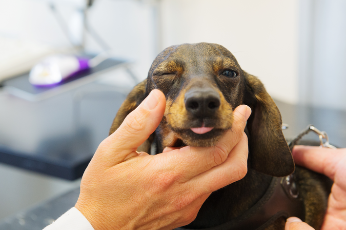 cachorro com remela verde nos olhos