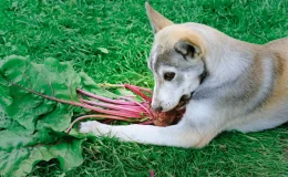 cachorro comendo beterraba