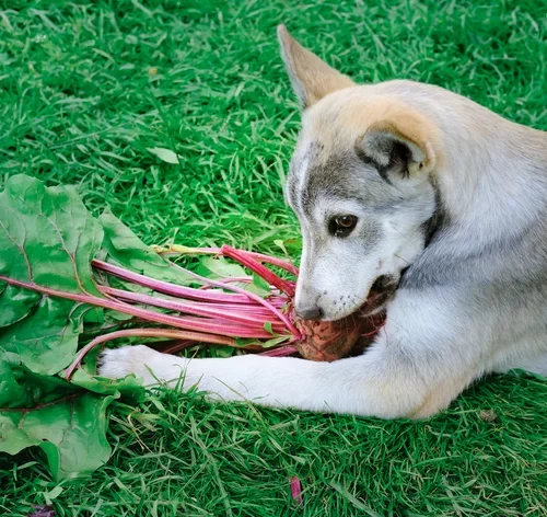 cachorro comendo beterraba