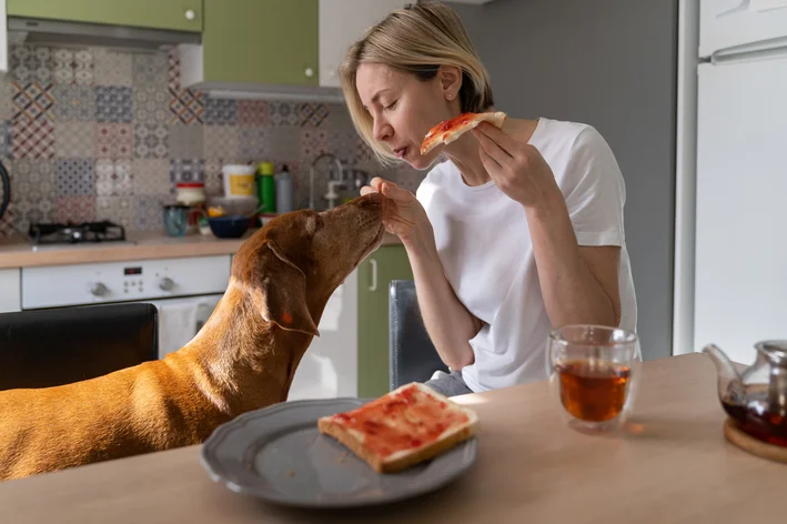 Pessoa dando um pedaço de pão para cachorro