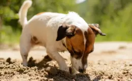Cachorro comendo terra