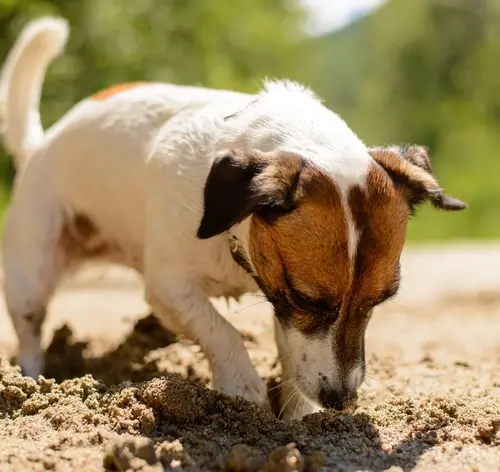 Cachorro comendo terra