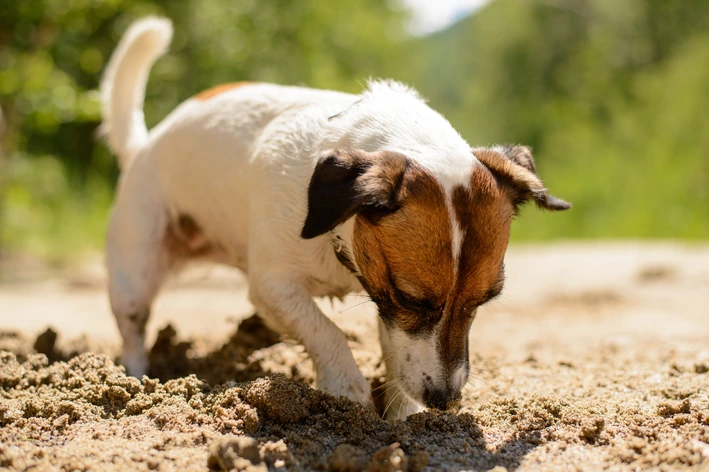 Cachorro comendo terra