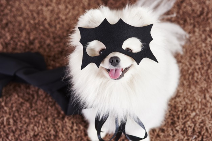 fantasia de halloween para cachorro