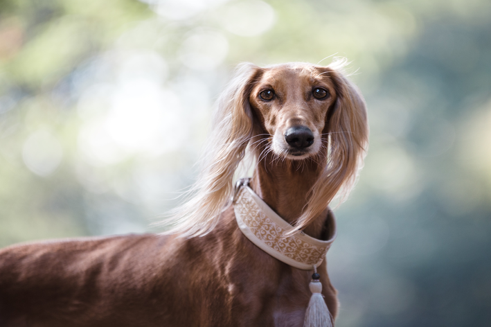 cachorro-mais-rapido-do-mundo