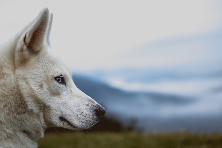 cachorro com olho azul