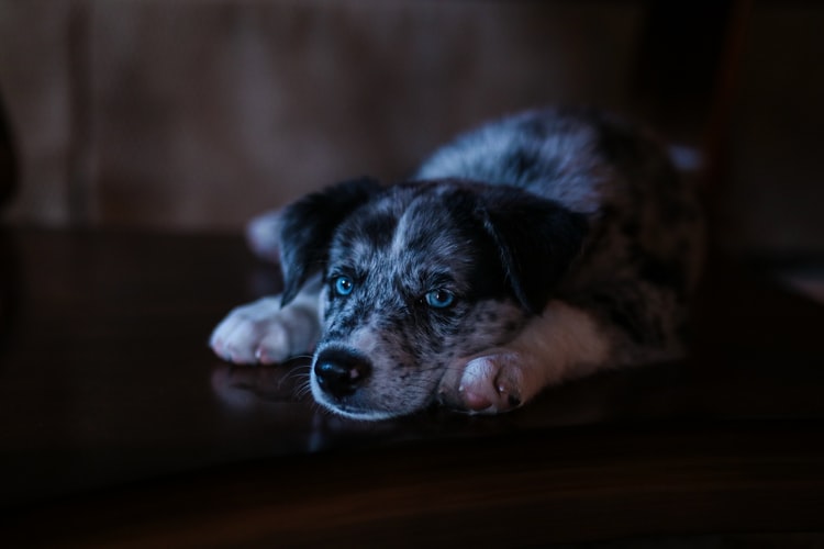 cachorro com olho azul