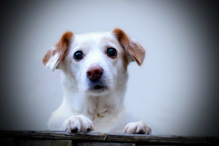 cachorro pode comer açafrão