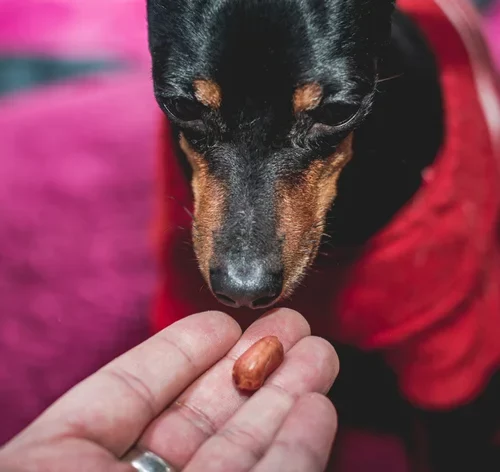 pessoa oferecendo amendoim para cachorro comer