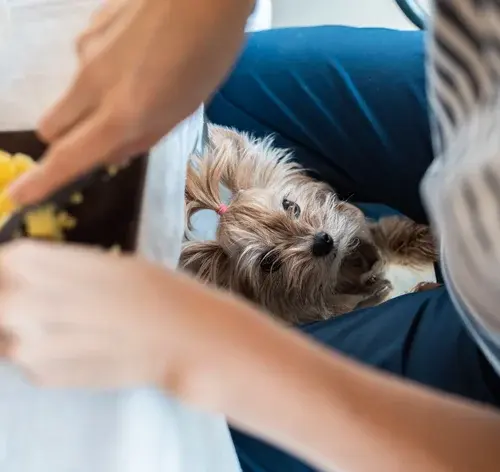 Cachorro da raça Yorkshire pedindo um pedaço de batata-doce enquanto uma pessoa prepara o tubérculo.