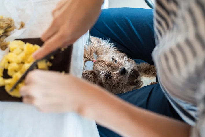 Cachorro da raça Yorkshire pedindo um pedaço de batata-doce enquanto uma pessoa prepara o tubérculo.