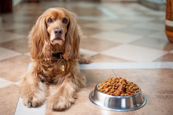 cachorro pode comer lichia