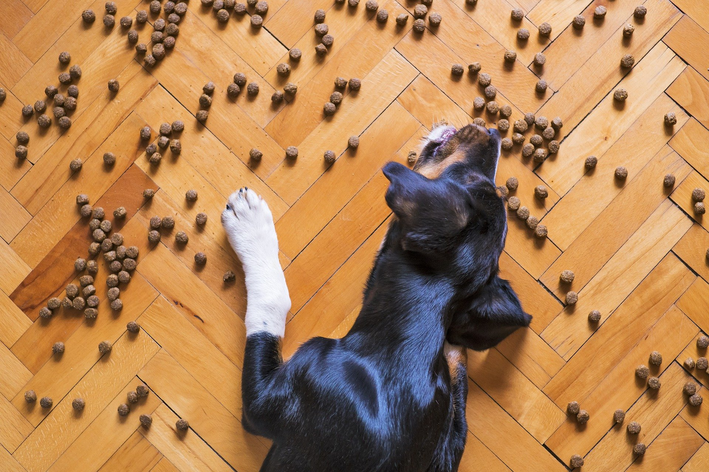 cachorro pode comer macaxeira