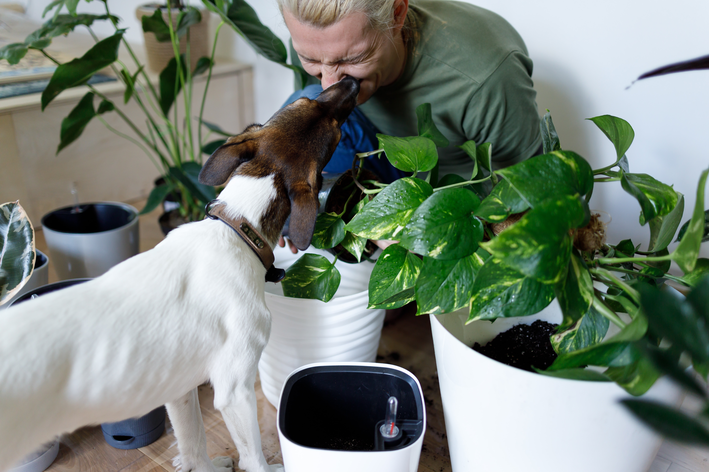 cachorro pode comer manjericao