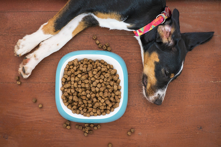 cachorro pode comer ovo de codorna