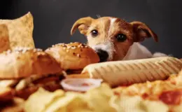 Cachorro da raça Jack Russel Terrier observando uma mesa cheia de pães