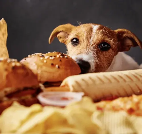 Cachorro da raça Jack Russel Terrier observando uma mesa cheia de pães