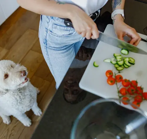 Cachorro pode comer pepino
