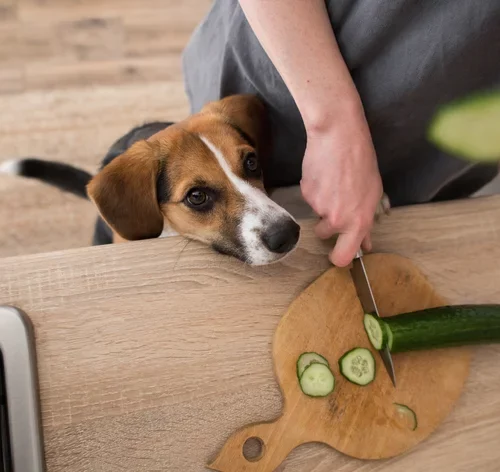 cachorro pode comer pepino