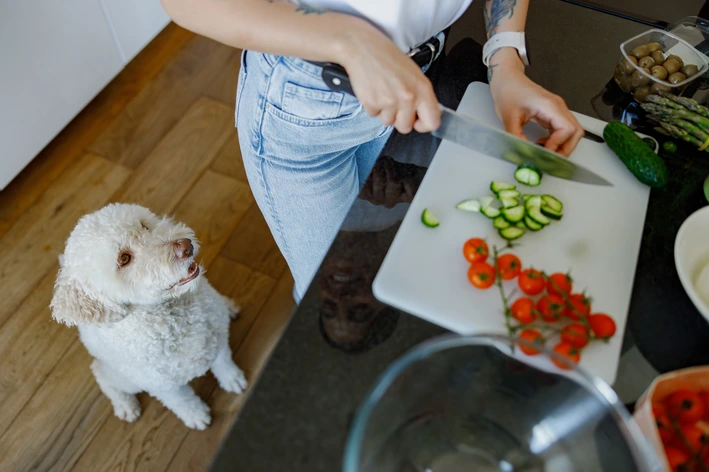 Cachorro pode comer pepino