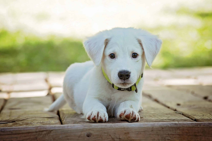 cachorro tem autismo