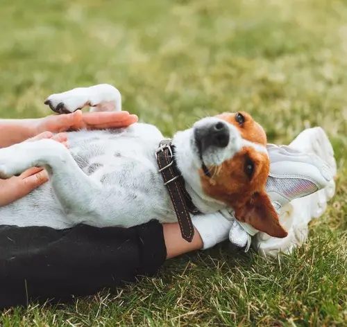 cachorro com umbigo para cima