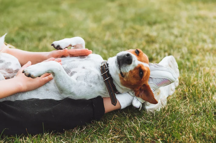 cachorro com umbigo para cima