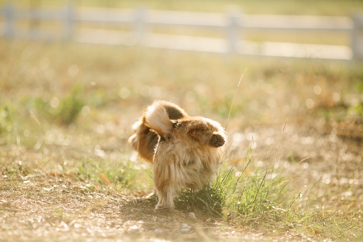 cachorro urinando sangue