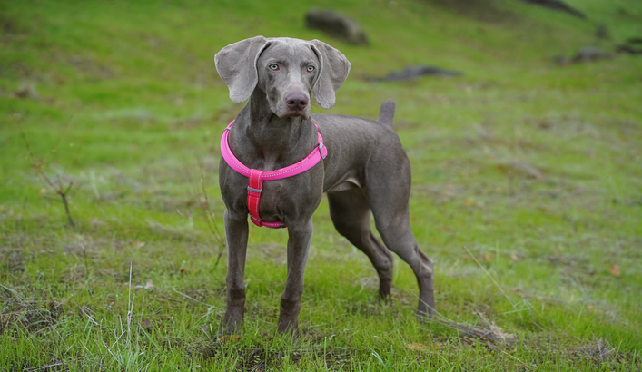 cachorro weimaraner