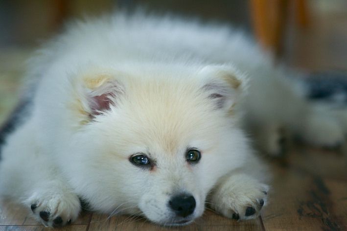 cachorros lindos