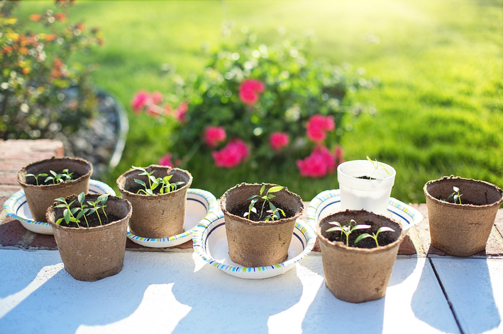 Potes de plantas com mudas sobre o sol