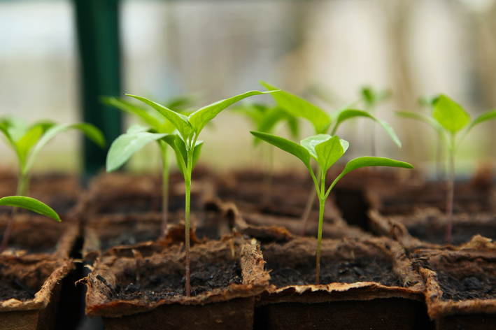 Mudas de plantas