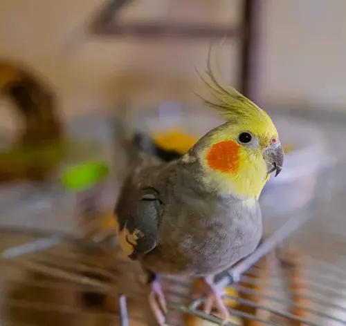 Caloposita pode comer mamão em cima da gaiola