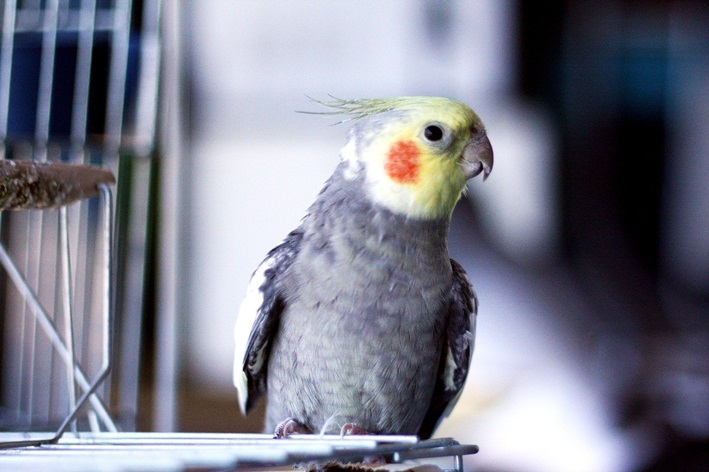 calopsita pode comer pão